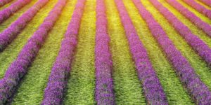Rows of purple lavender at Laveanne, Port Hope