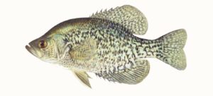 A black crappie against a white background