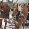 Two horses pull a sled through snow with smiling riders in back