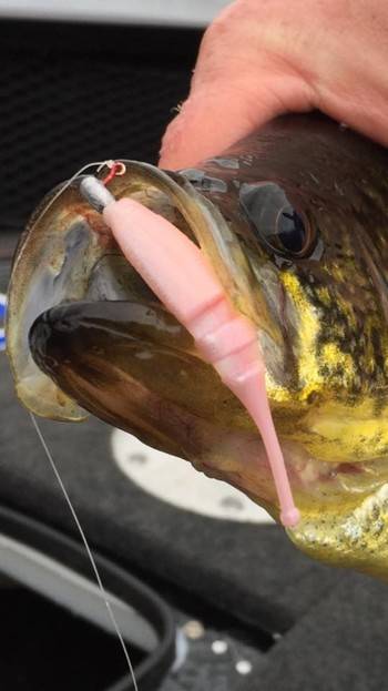 Closeup of fish caught with 13 1/32 oz. jig head paired with a Lake Fork Baby Shad fishing lure