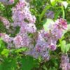 Lilac in bloom in Northumberland County