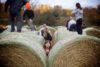 A crow of people negotiate the hay bale maze at Pumpkinfest