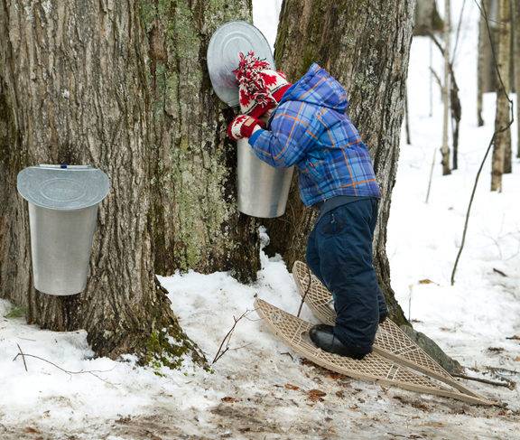 A small child peers into a sap bucket at a sugar shack