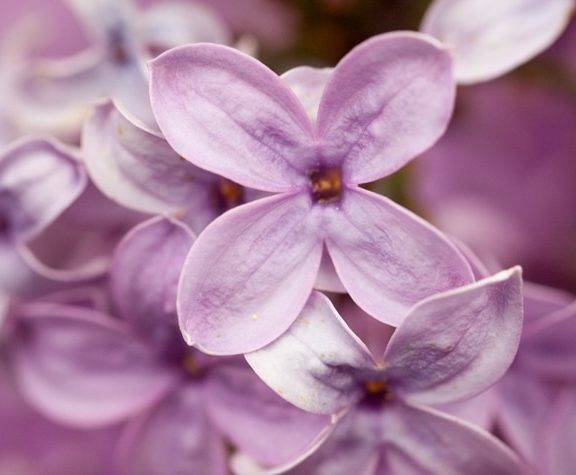 Closeup up lilacs