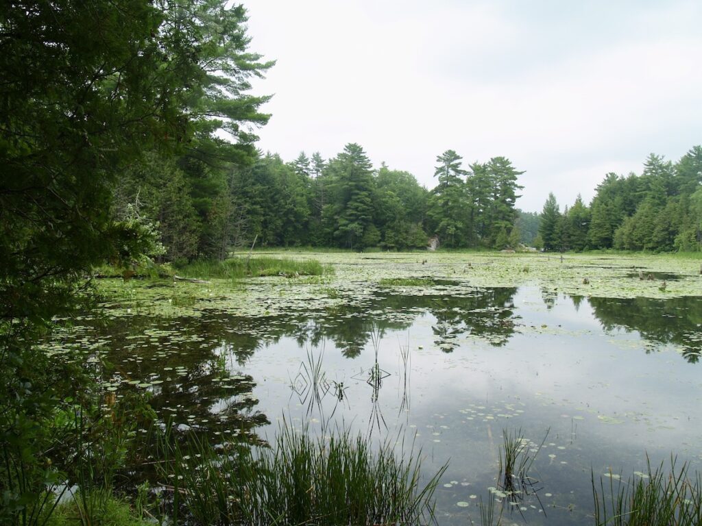 A view across a green wetland