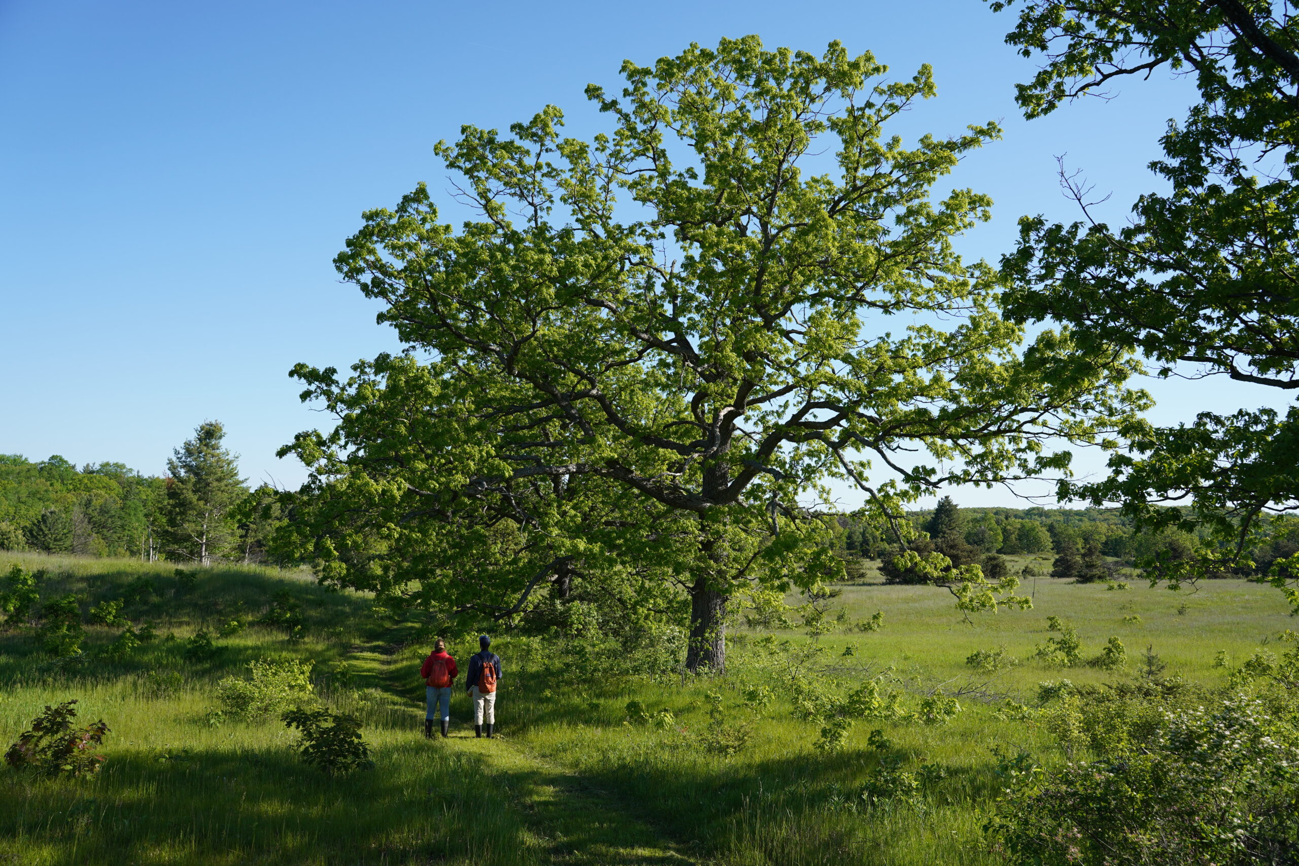 Return of the Tallgrass Prairie: Exploring Hazel Bird Nature Reserve