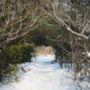 View down a snowy trail at Ken Reid Conservation Area