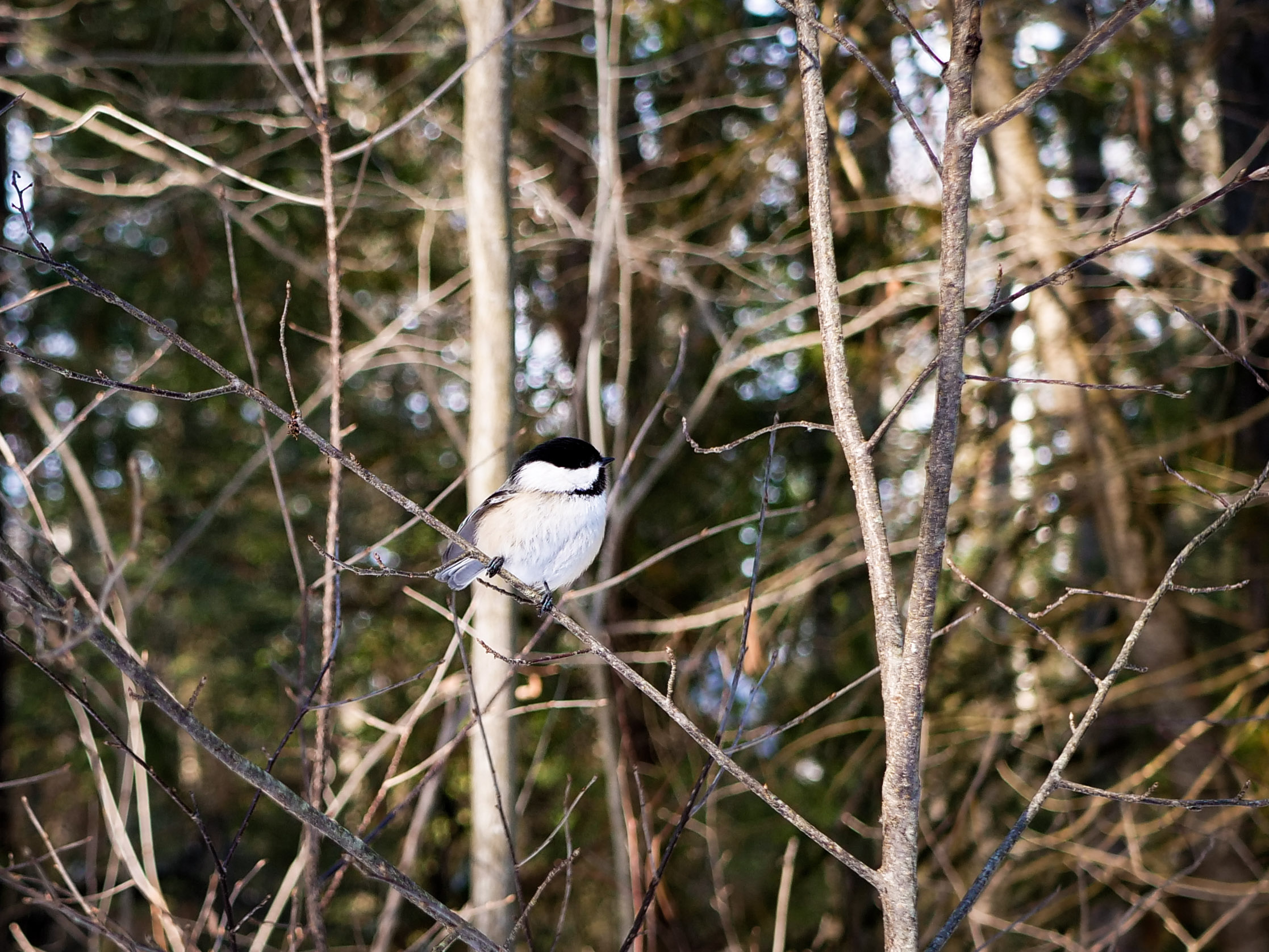 A chickadee perched on a thin branch