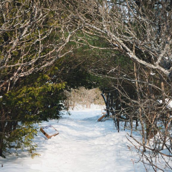 View down a snowy trail at Ken Reid Conservation Area