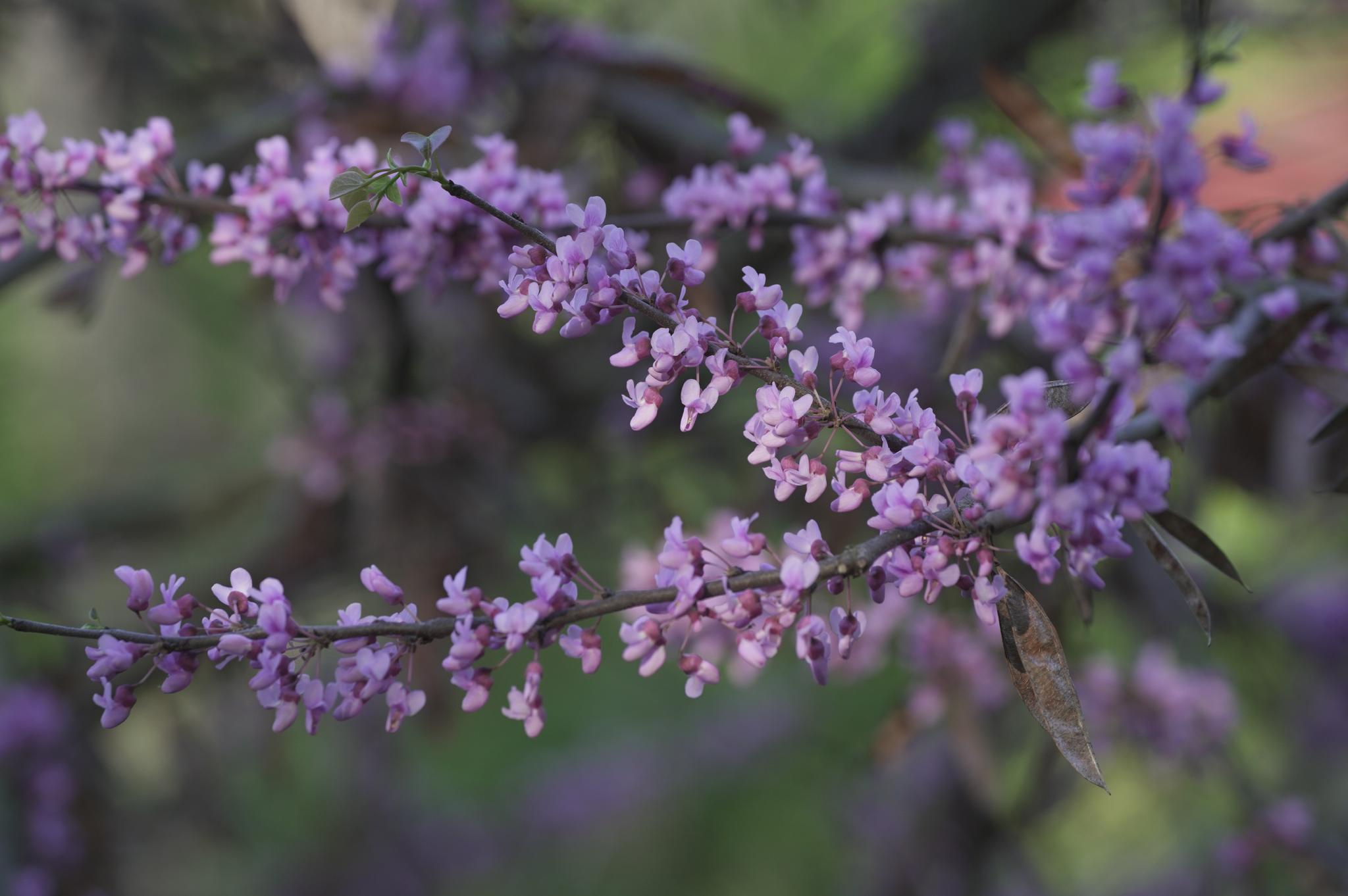 Purple spring flowers on a branch
