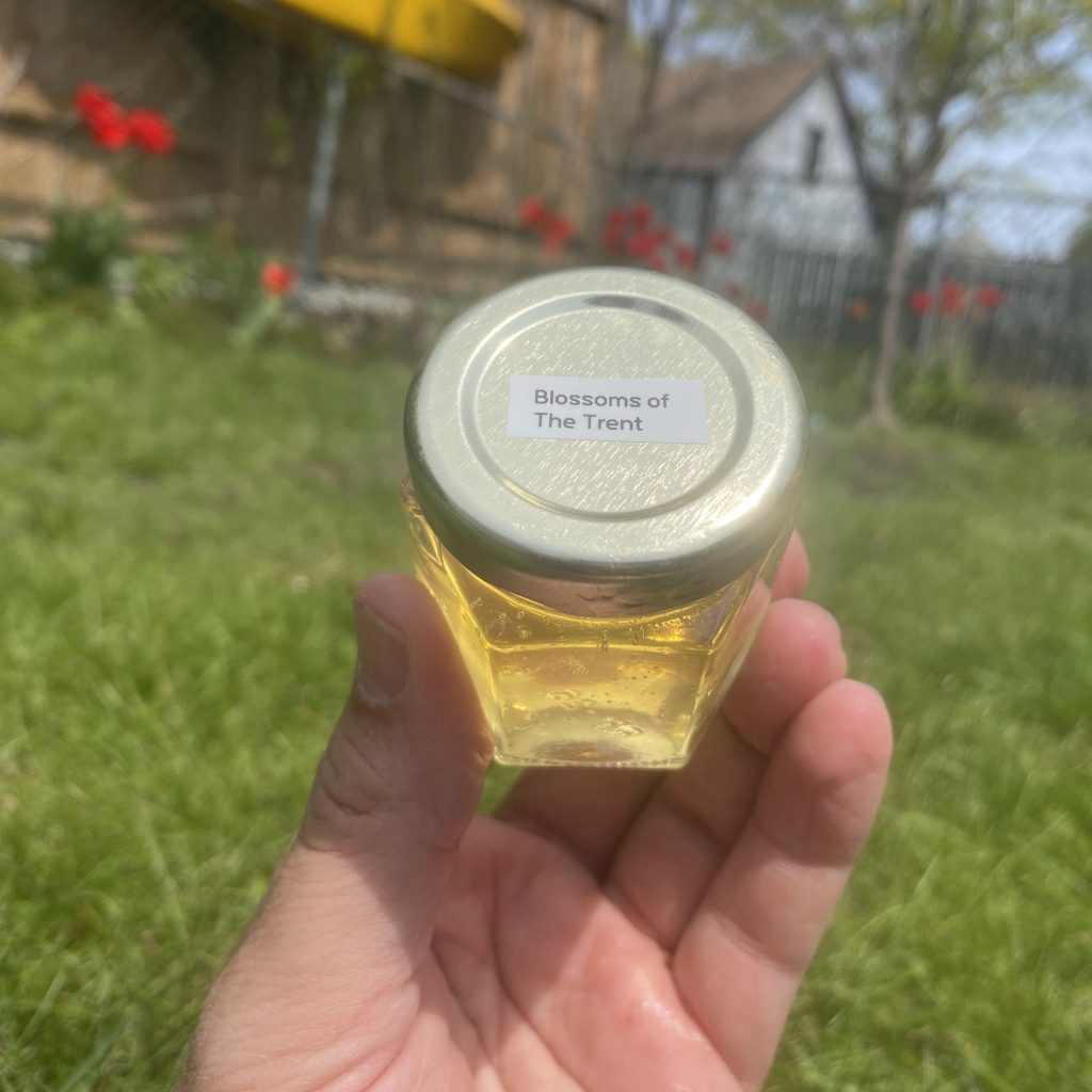 Sample jar of Blossoms of the Trent honey