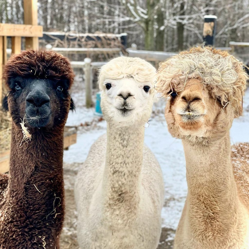 Three alpacas stare curiously at the camera