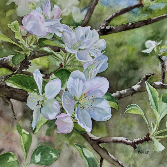 Watercolour painting of white blossoms on a tree bough