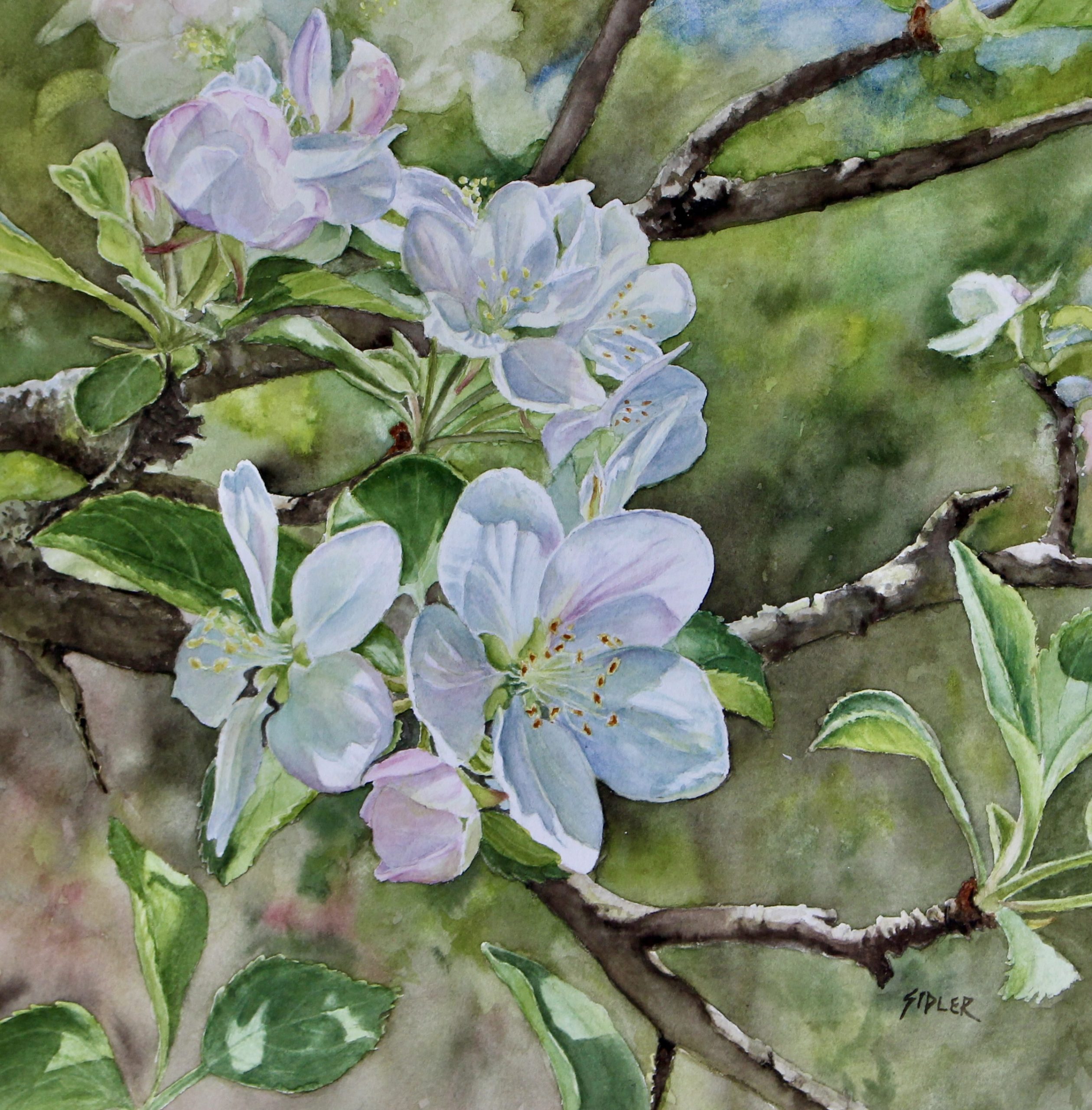 Watercolour painting of white blossoms on a tree bough