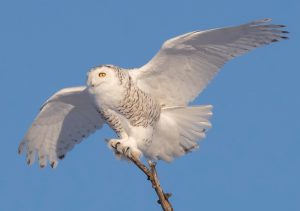 A snowy owl perched on a branch, wings spread