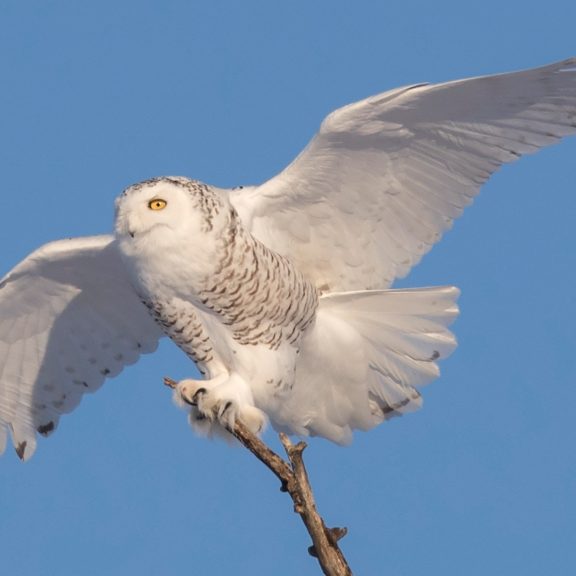 A snowy owl perched on a branch, wings spread