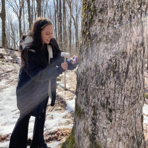 A woman uses a hammer to tap a maple tree
