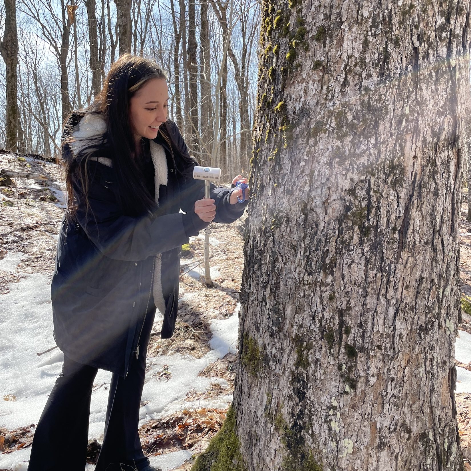 A woman uses a hammer to tap a maple tree