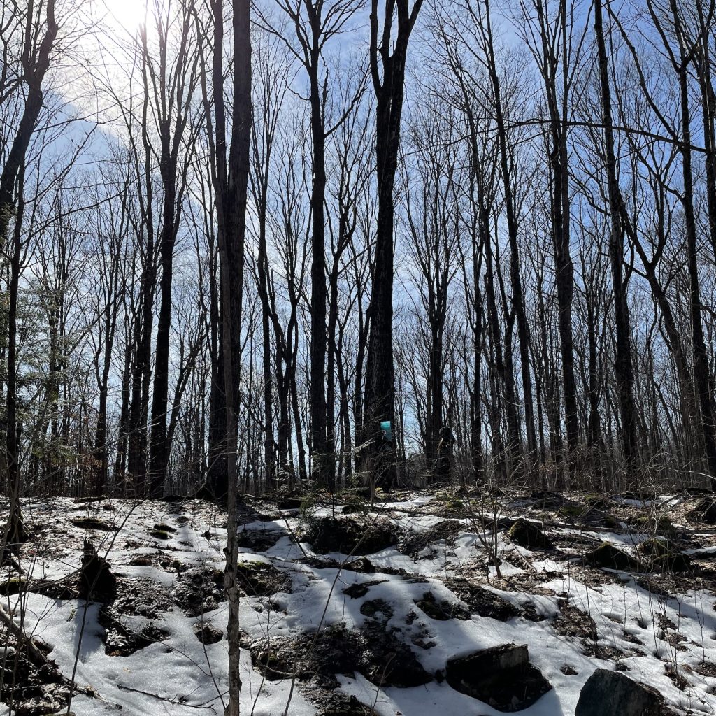 A stand of maple trees in early spring