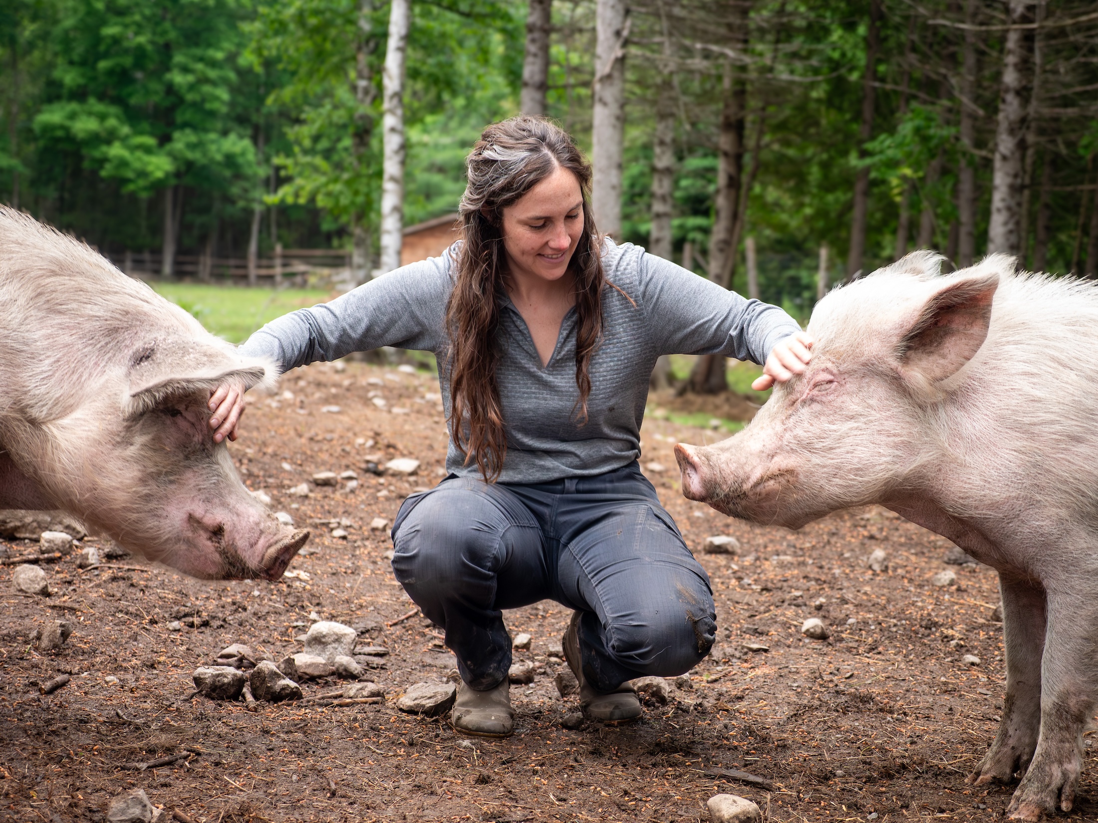 A woman squats between two large pigs and pets their snouts