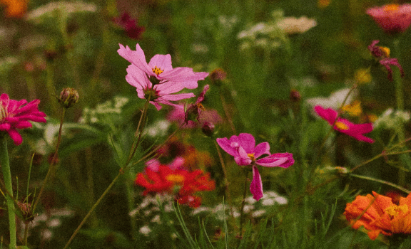 Zinnias and cosmos in a field