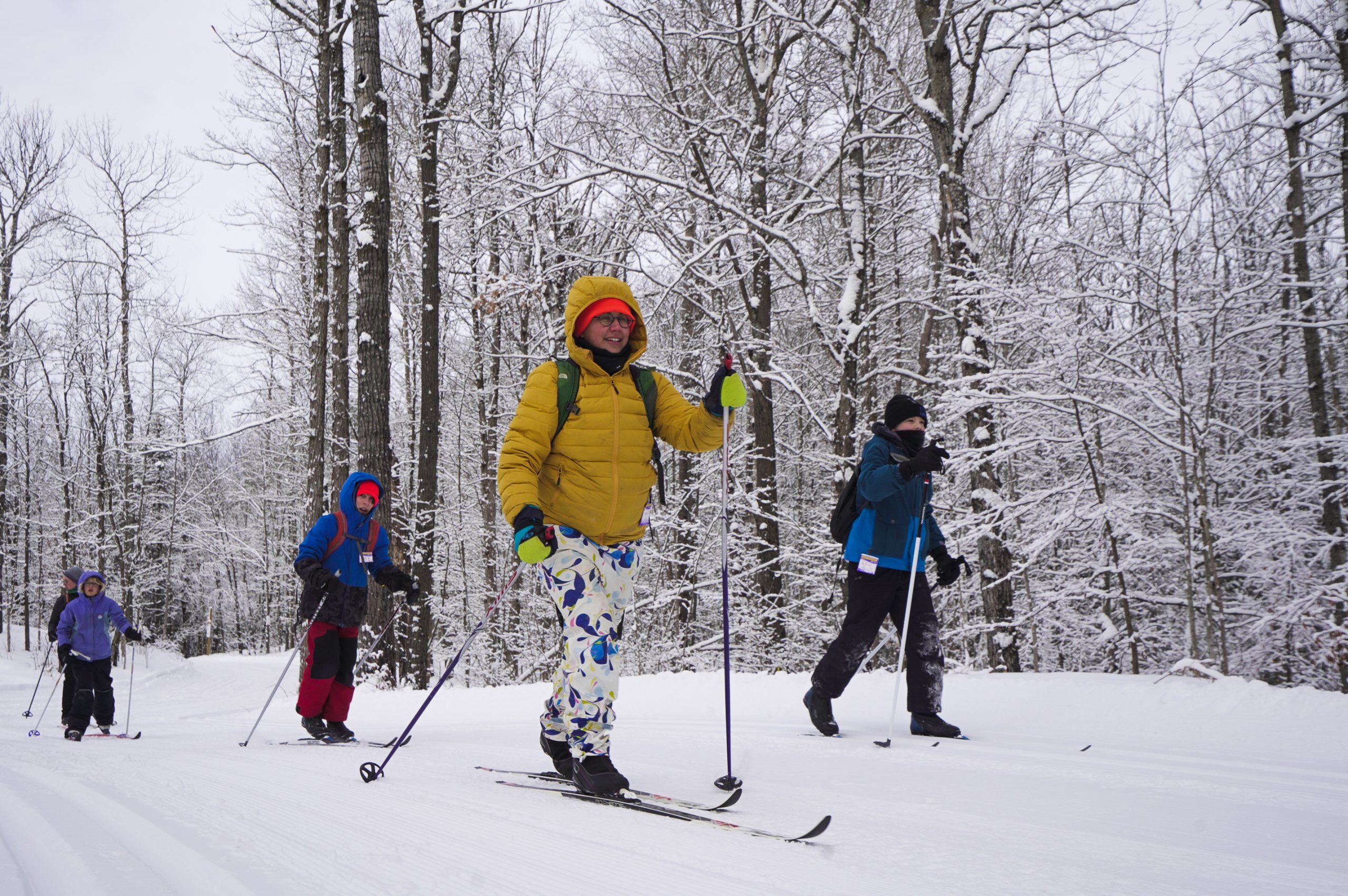 A group of four skiers progresses along a groomed woodland trail