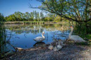 Geese on a pebbly shore, with goslings nearby