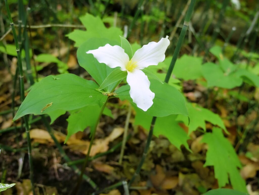 Closeup of a blooming white trillium