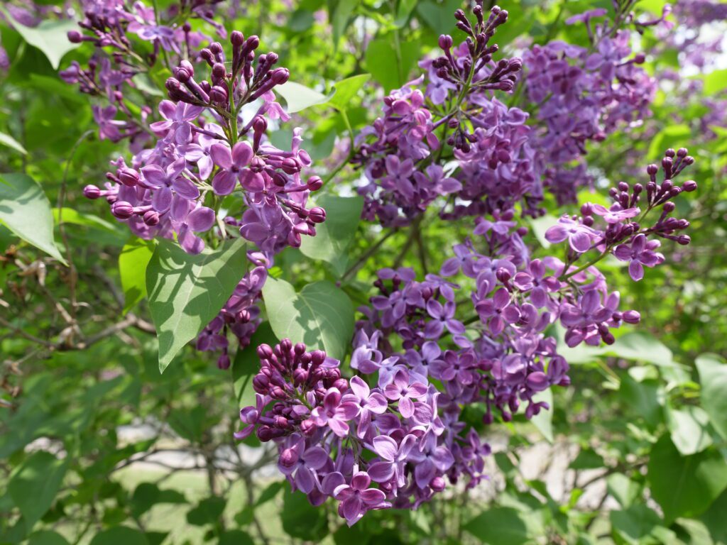 Closeup of blooming purple lilacs
