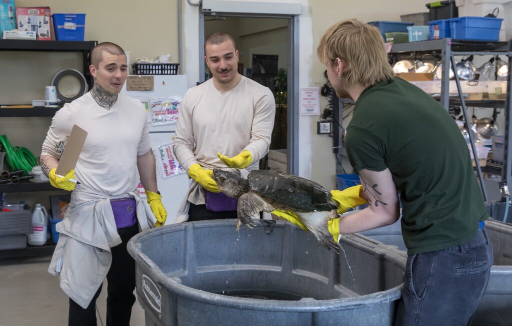 Two men in white shirts face a man in a green shirt holding a large snapping turtle