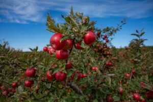 A tree branch laden with red apples