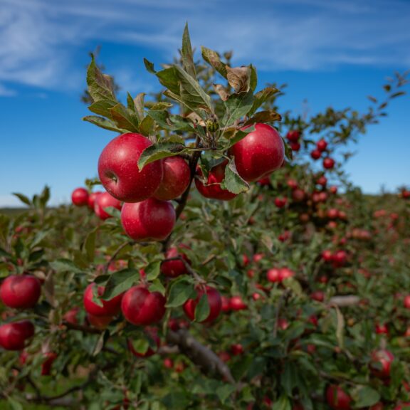 A tree branch laden with red apples