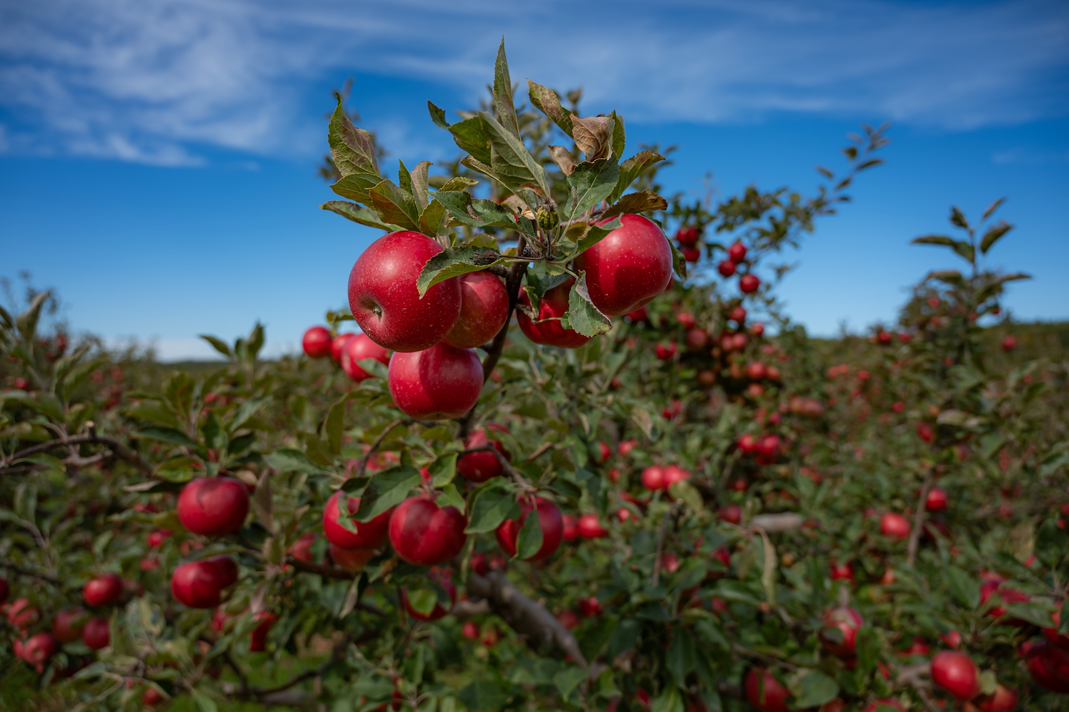 A tree branch laden with red apples