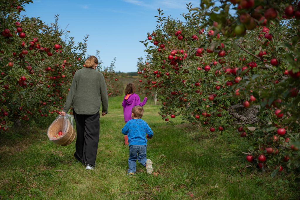 An adult and two children walk between rows of trees at an apple orchard